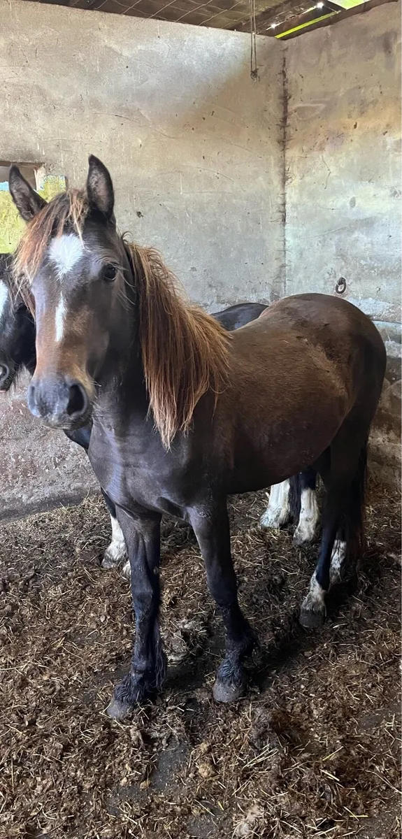 Dun Pony - Image 1