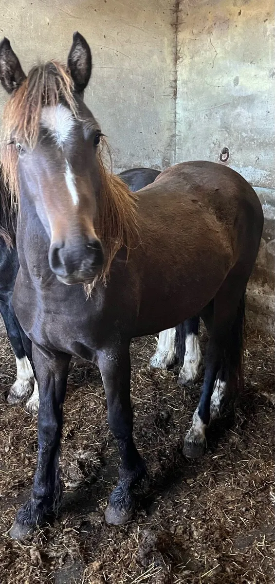 Dun Pony - Image 3