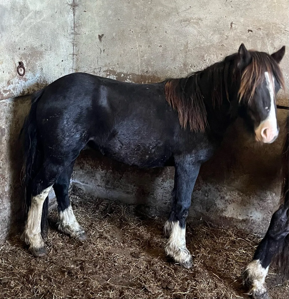 Dun Pony - Image 4