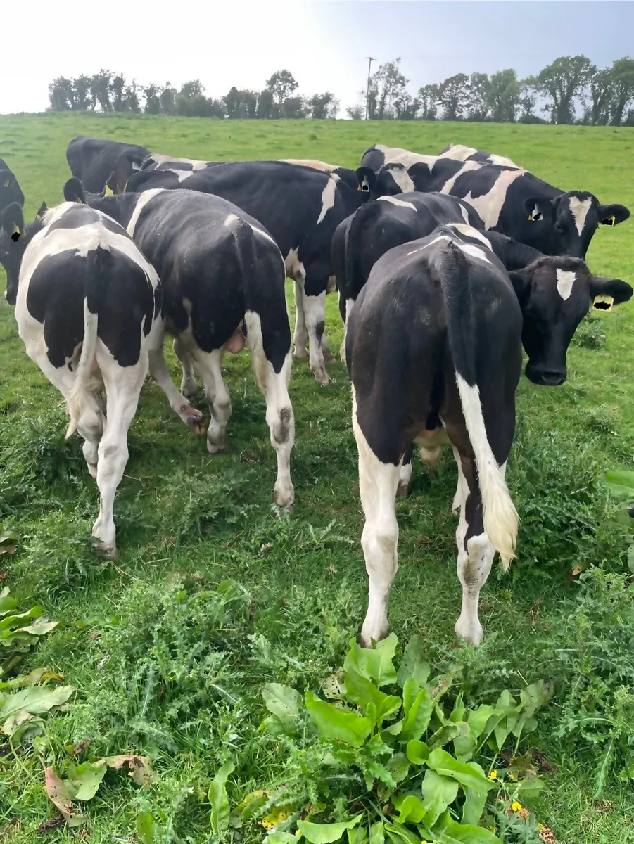 Quality British Friesian Bull Calves - Image 2