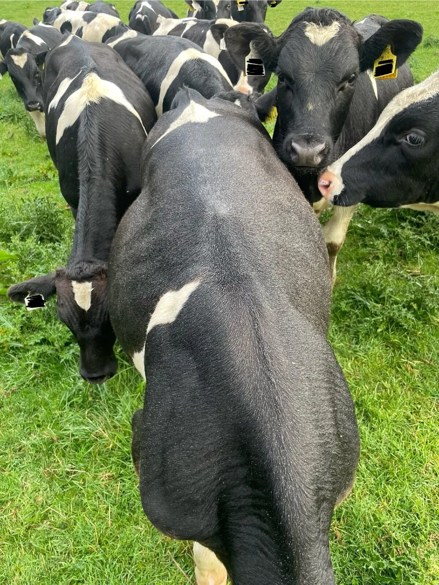 Quality British Friesian Bull Calves - Image 1