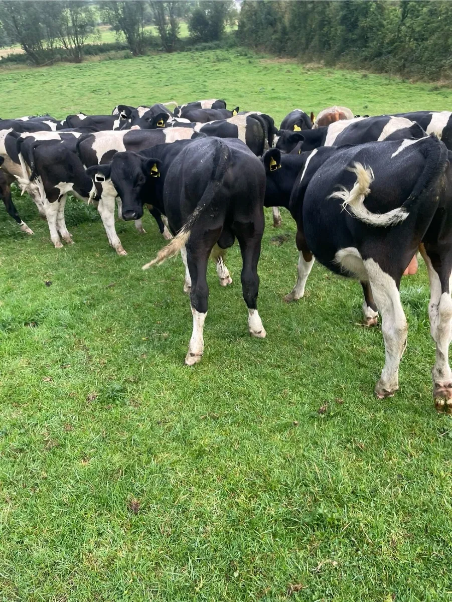 Quality British Friesian Bull Calves - Image 3