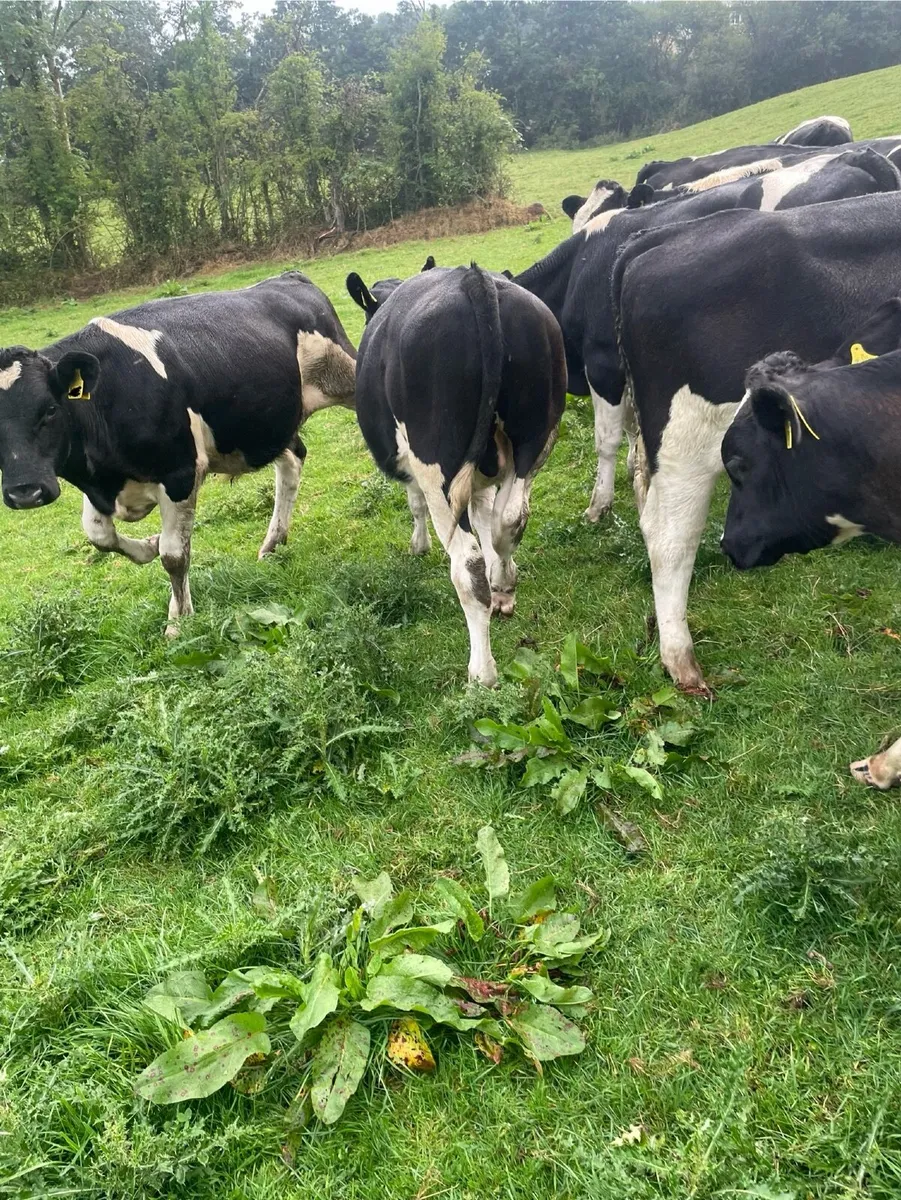 Quality British Friesian Bull Calves - Image 4