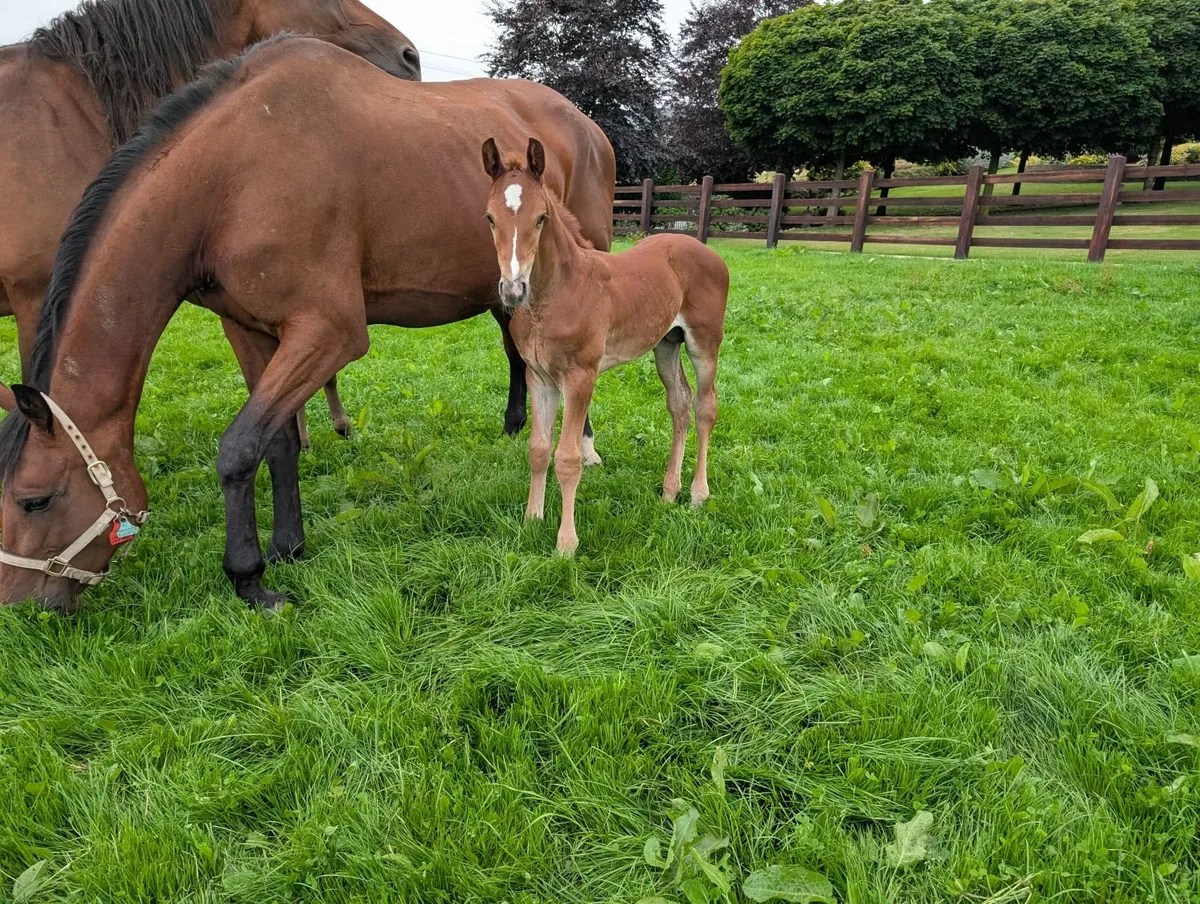 TOP YOUNGSTOCK AND BROODMARES FOR SALE - Image 2