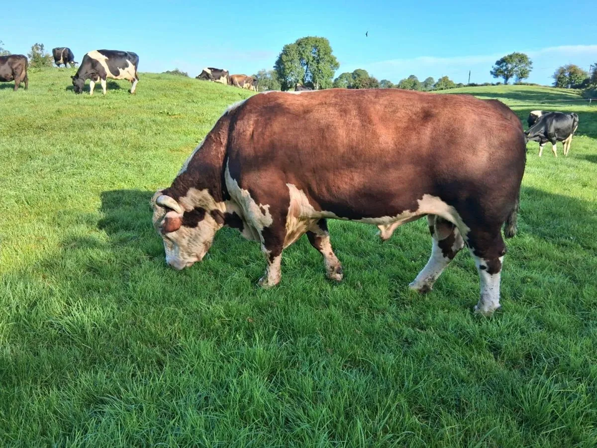 Pb Hereford bull - Image 1