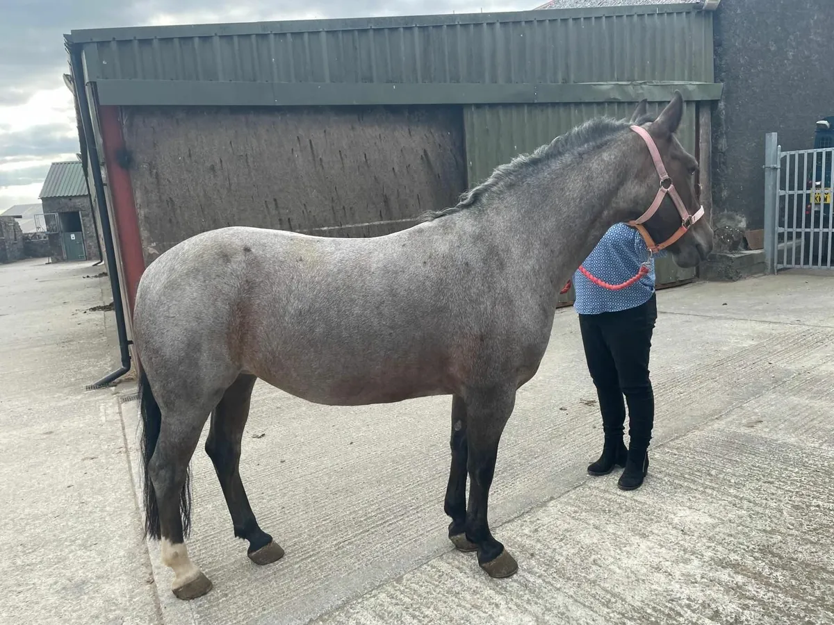 13.2hh pony