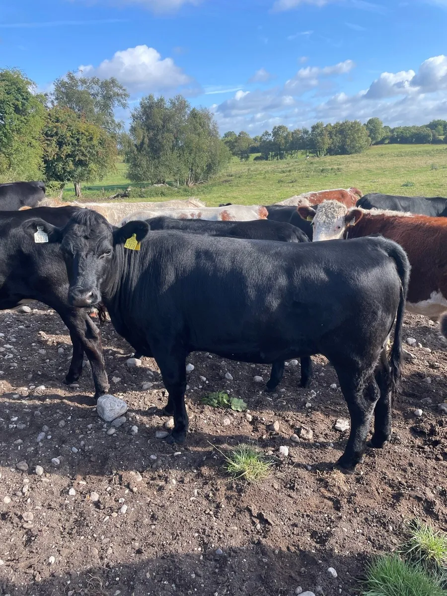 Angus heifers - Image 1