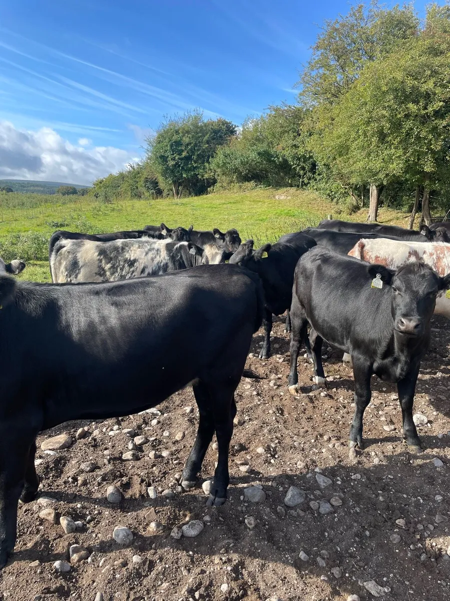 Angus heifers - Image 2