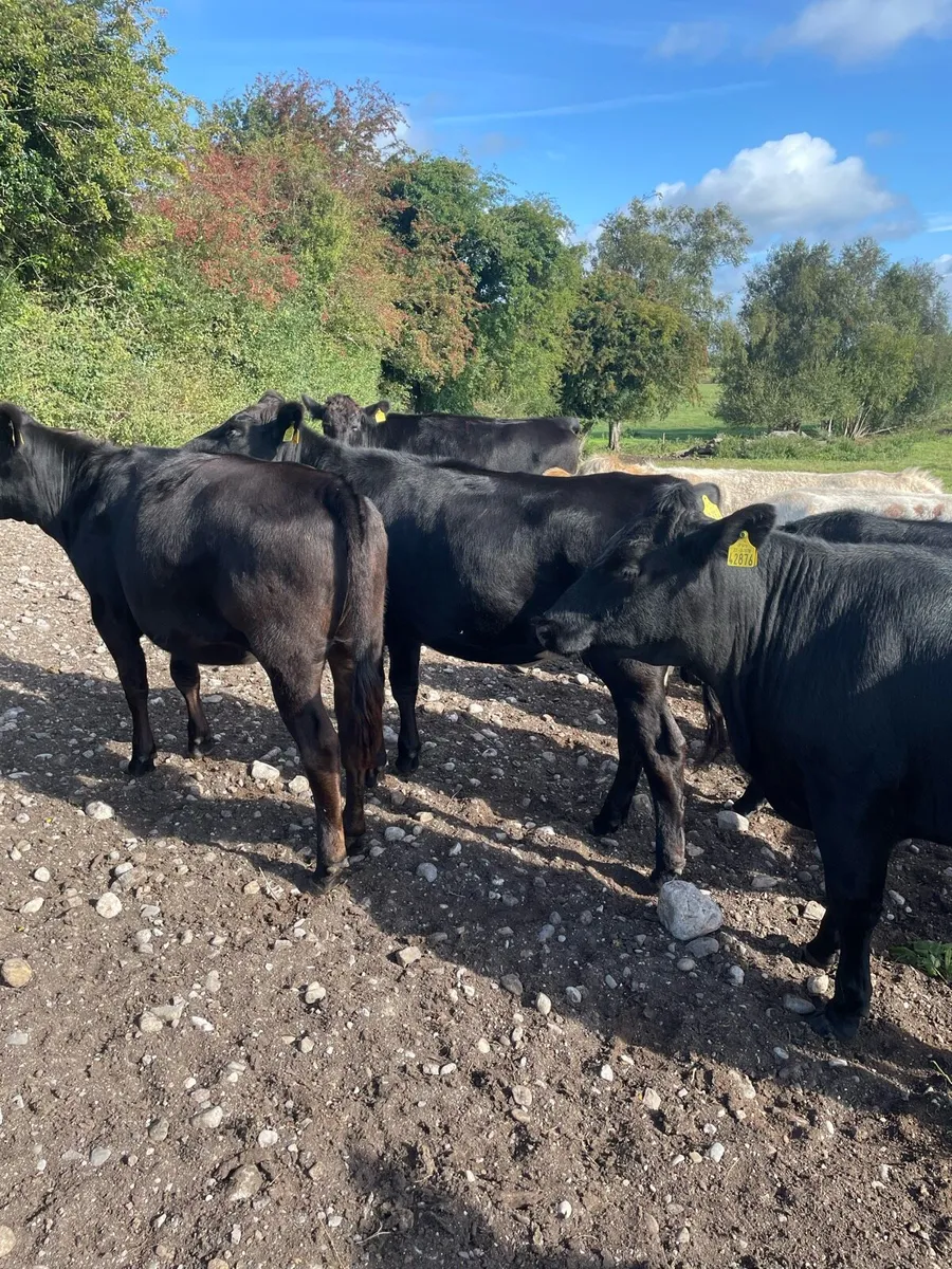 Angus heifers - Image 3