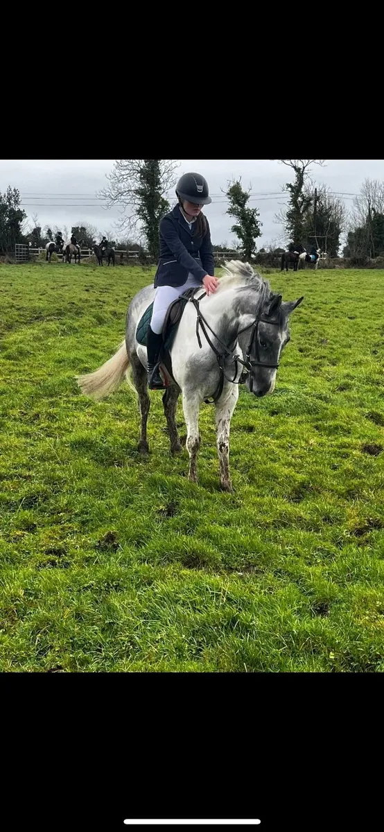 Pony - Image 4