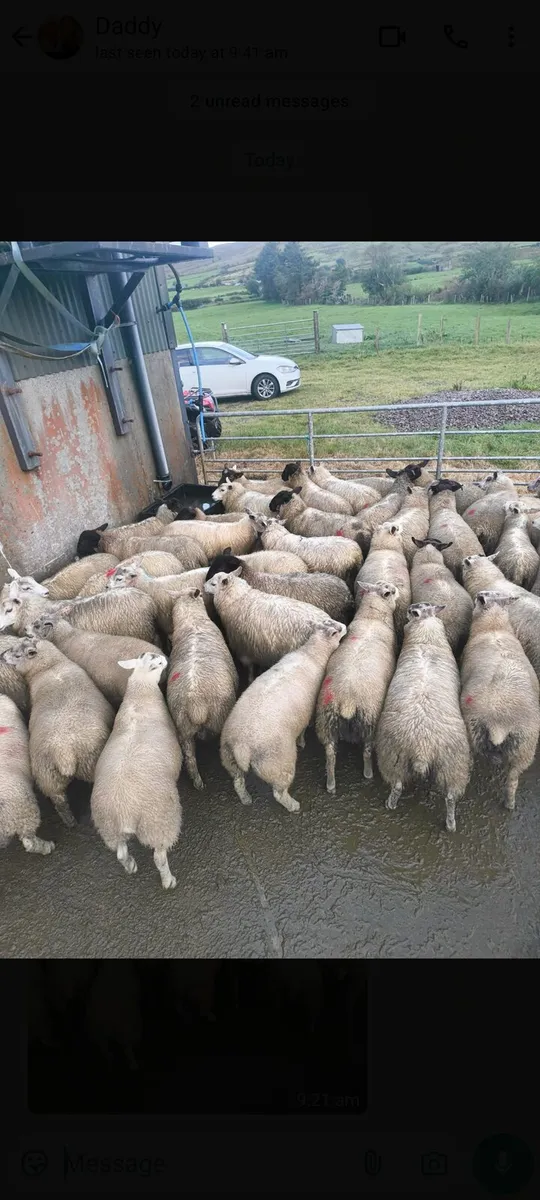 Store lambs - Image 1