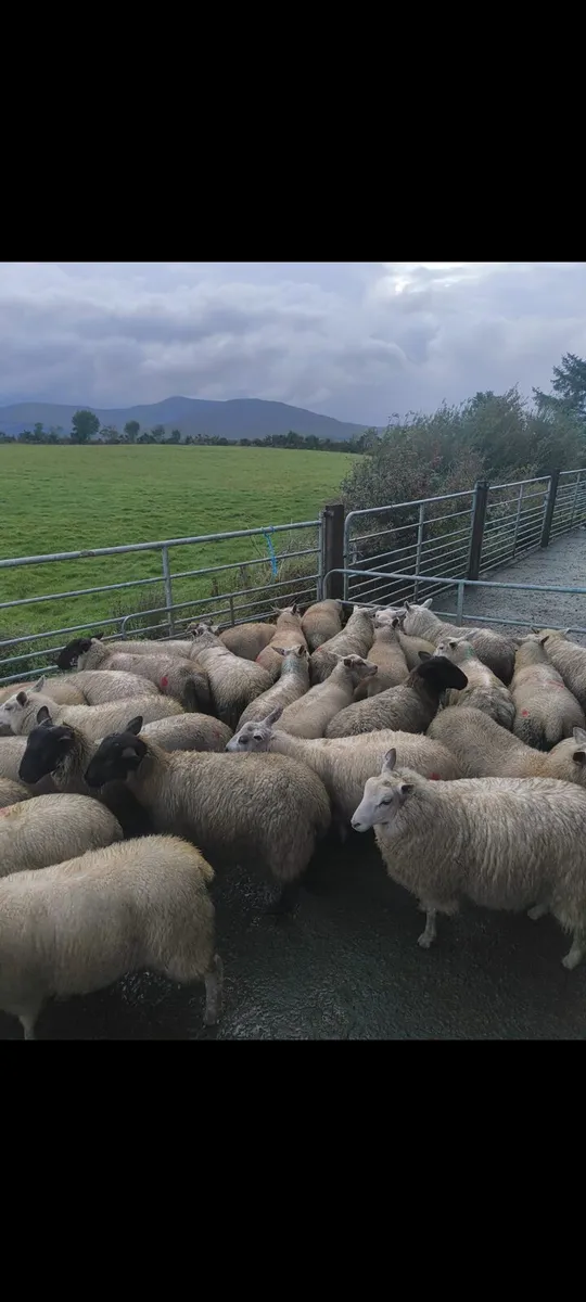 Store lambs - Image 2