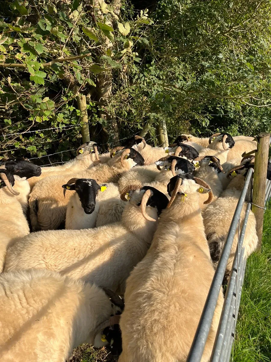 Hoggets - Image 1