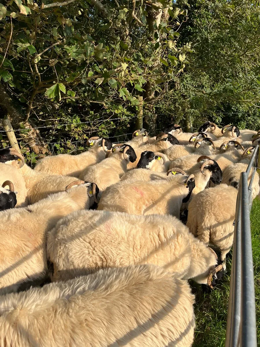 Hoggets - Image 2