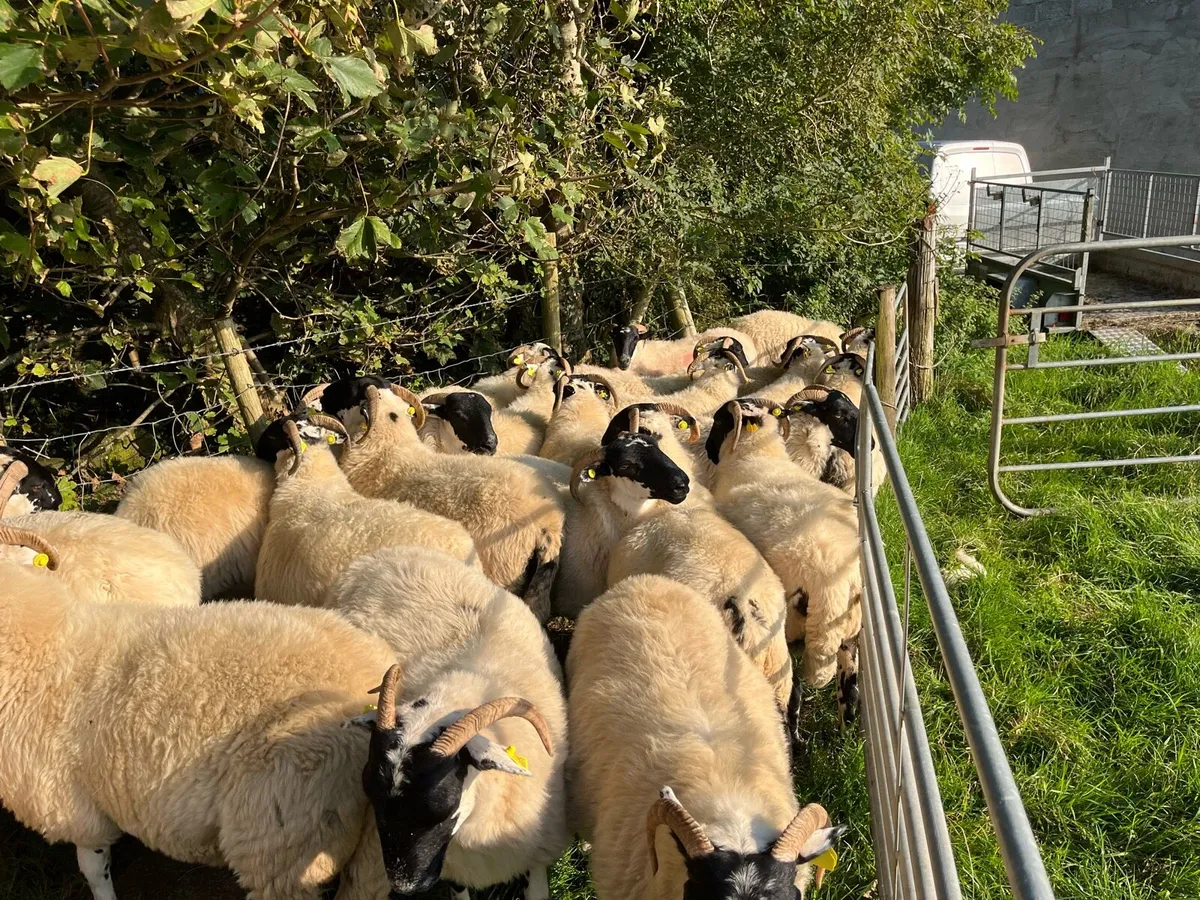 Hoggets - Image 3