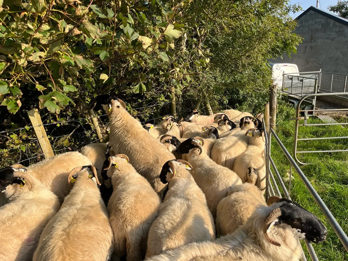 Hoggets - Image 4