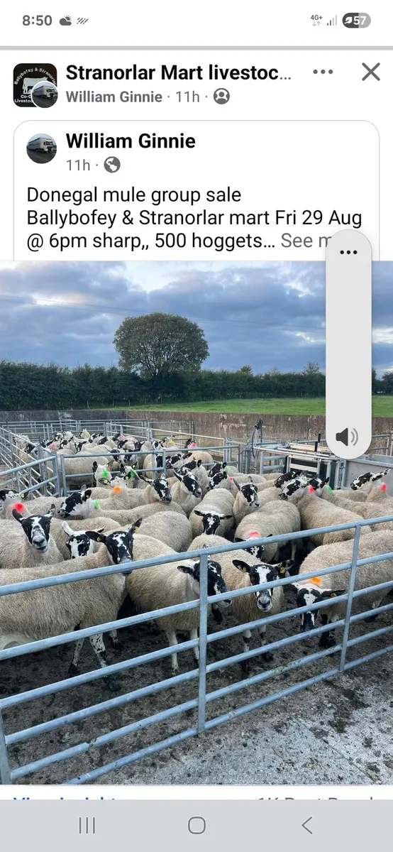 Sheep sales