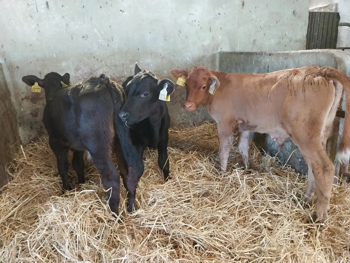 Proper bull Calves - Image 4