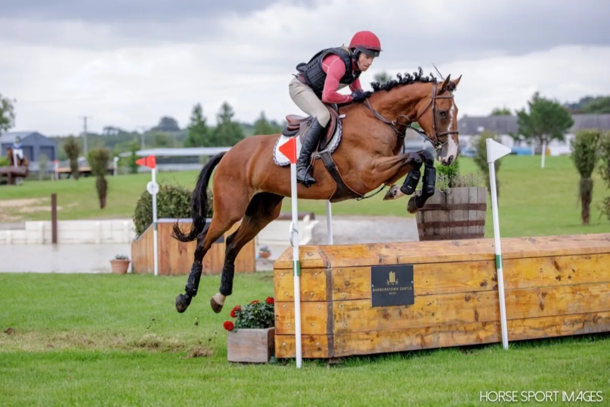 Event Horse For Sale: Ardville Clover Lily - Image 1