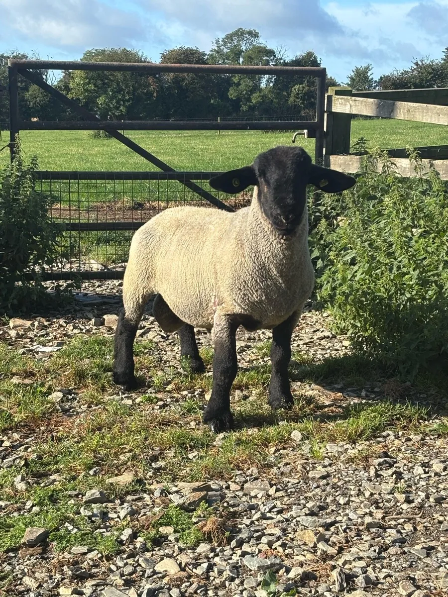 Suffolk hogget ram - Image 1