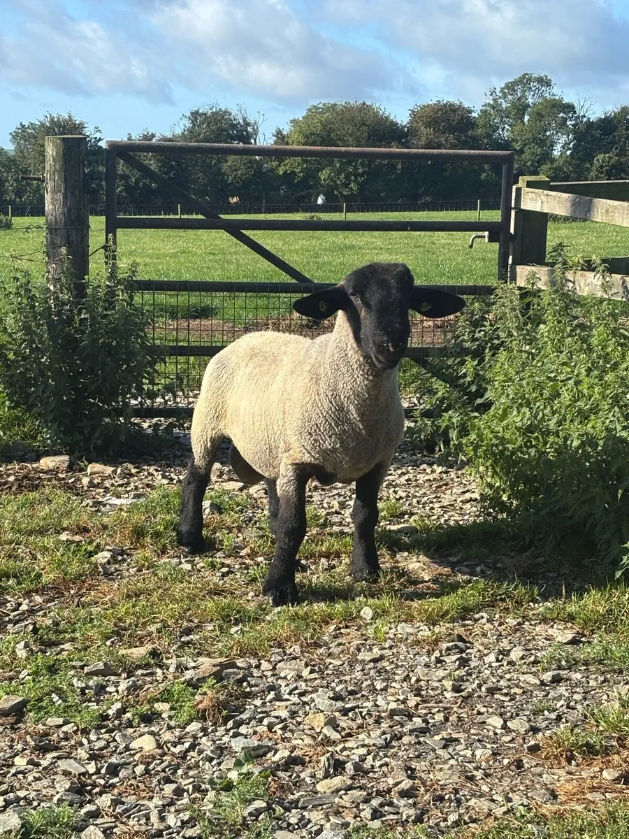 Suffolk hogget ram - Image 2