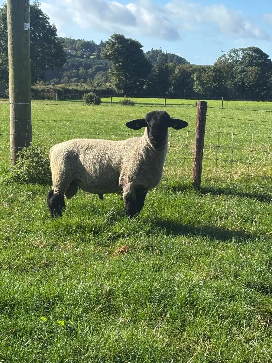 Suffolk hogget ram - Image 3