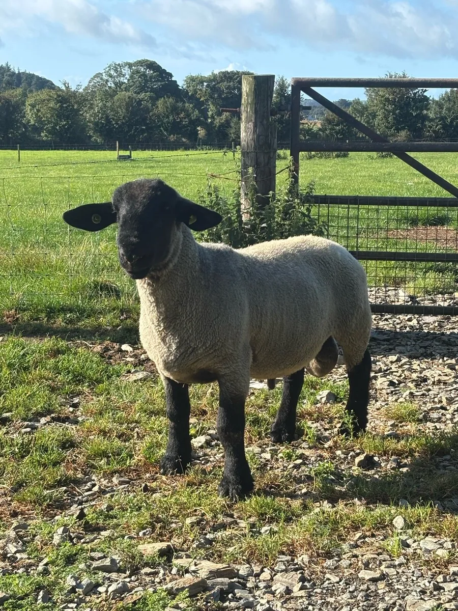 Suffolk hogget ram - Image 4