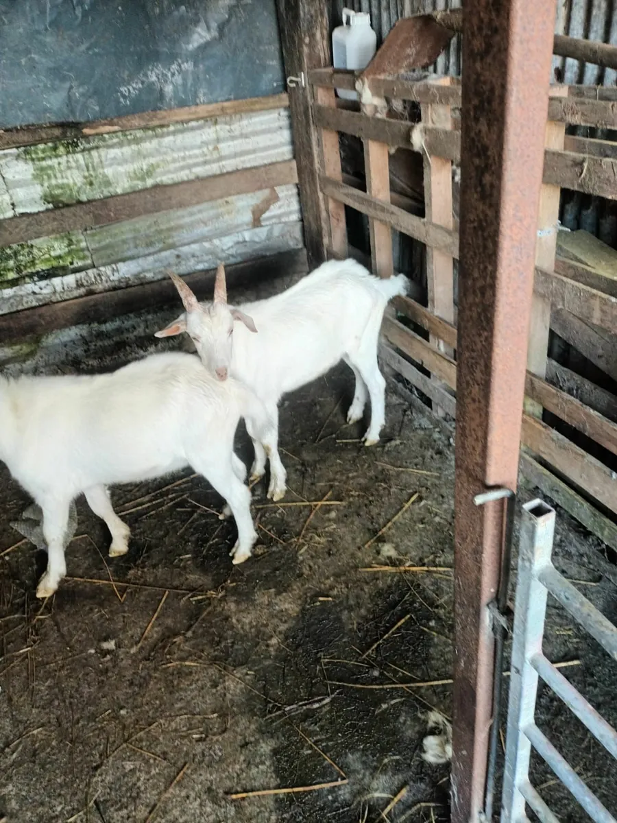 Puck Goat - Image 1