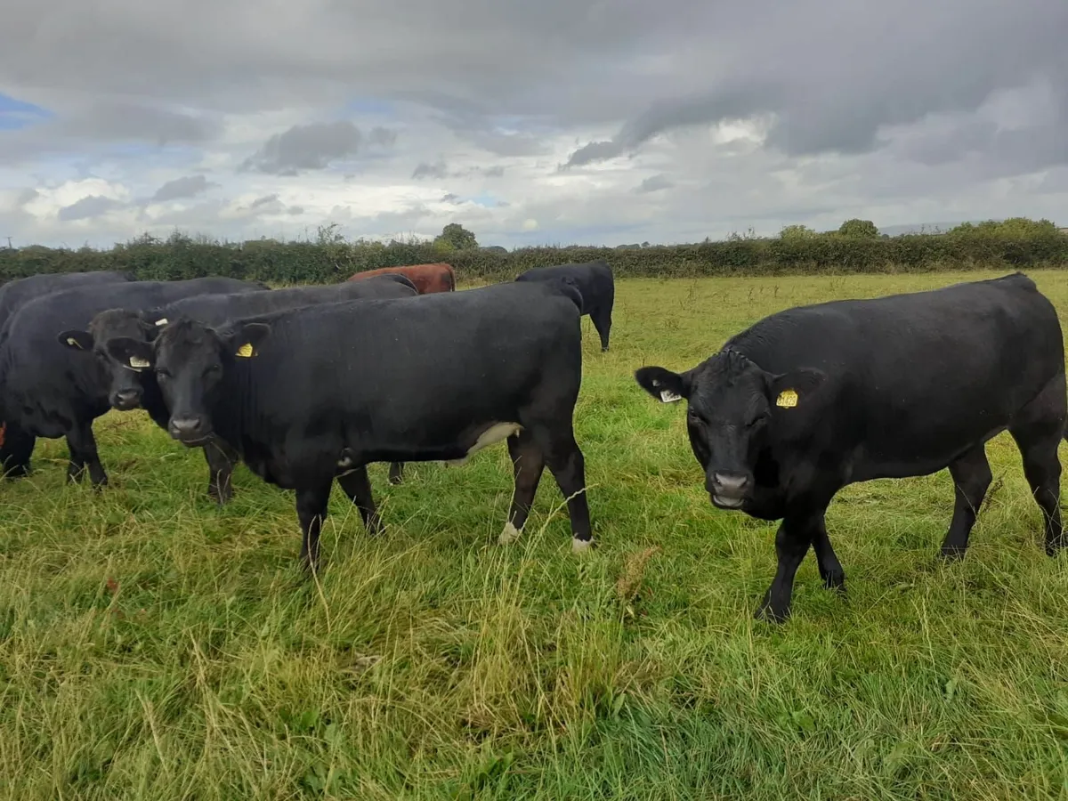 Angus Heifers 470 Kgs - Image 2