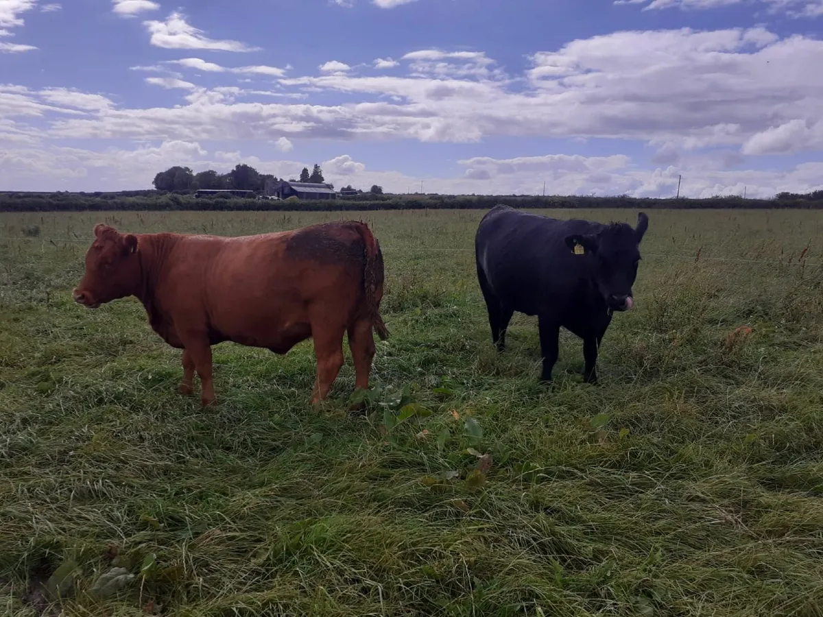 Angus Heifers 470 Kgs - Image 1
