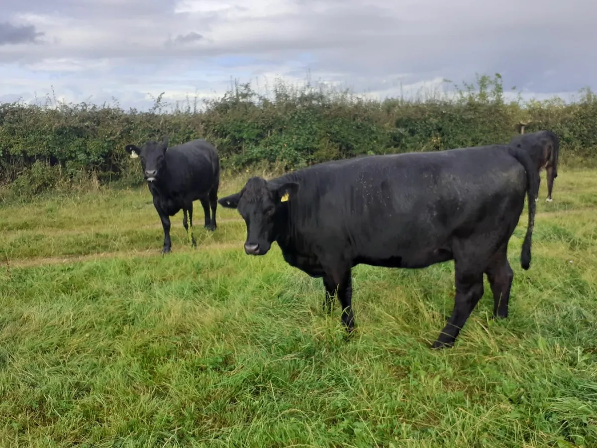 Angus Heifers 470 Kgs - Image 3