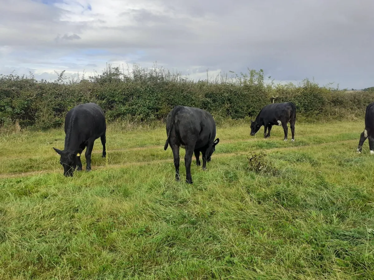Angus Heifers 470 Kgs - Image 4