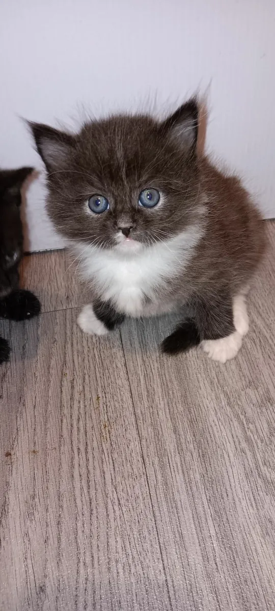Kitten (reserved) - Image 2