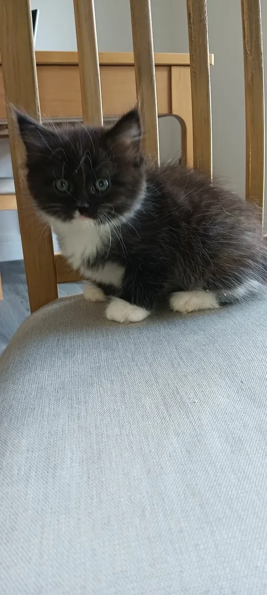 Kitten (reserved) - Image 3