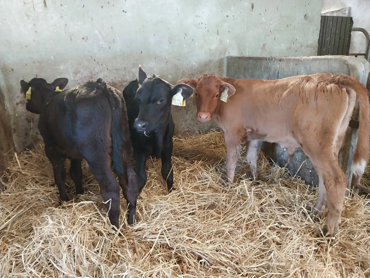 Proper bull Calves - Image 1