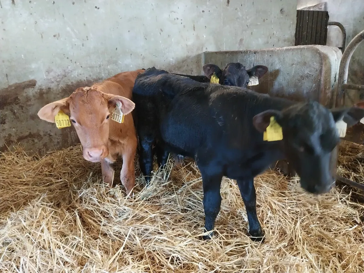 Proper bull Calves - Image 2