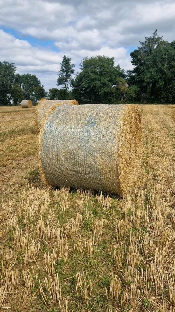 Good Clean Barley Straw - Image 2