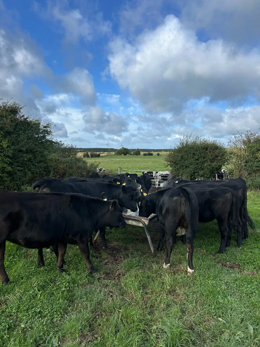 Angus heifers - Image 1