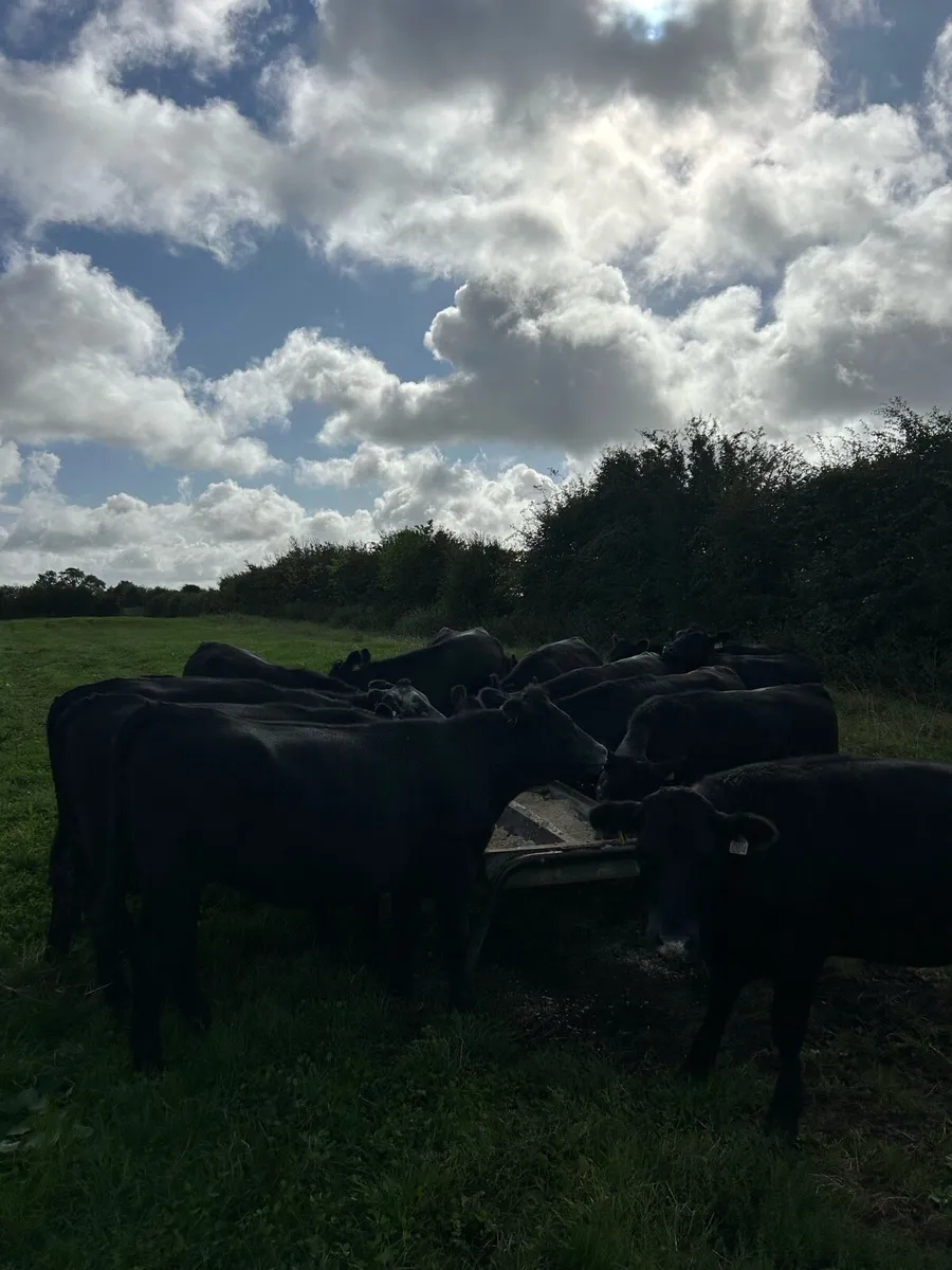 Angus heifers - Image 2