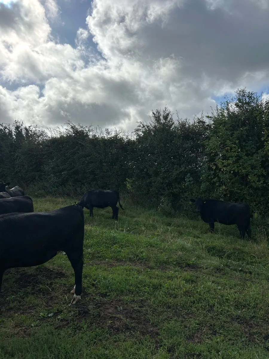 Angus heifers - Image 3
