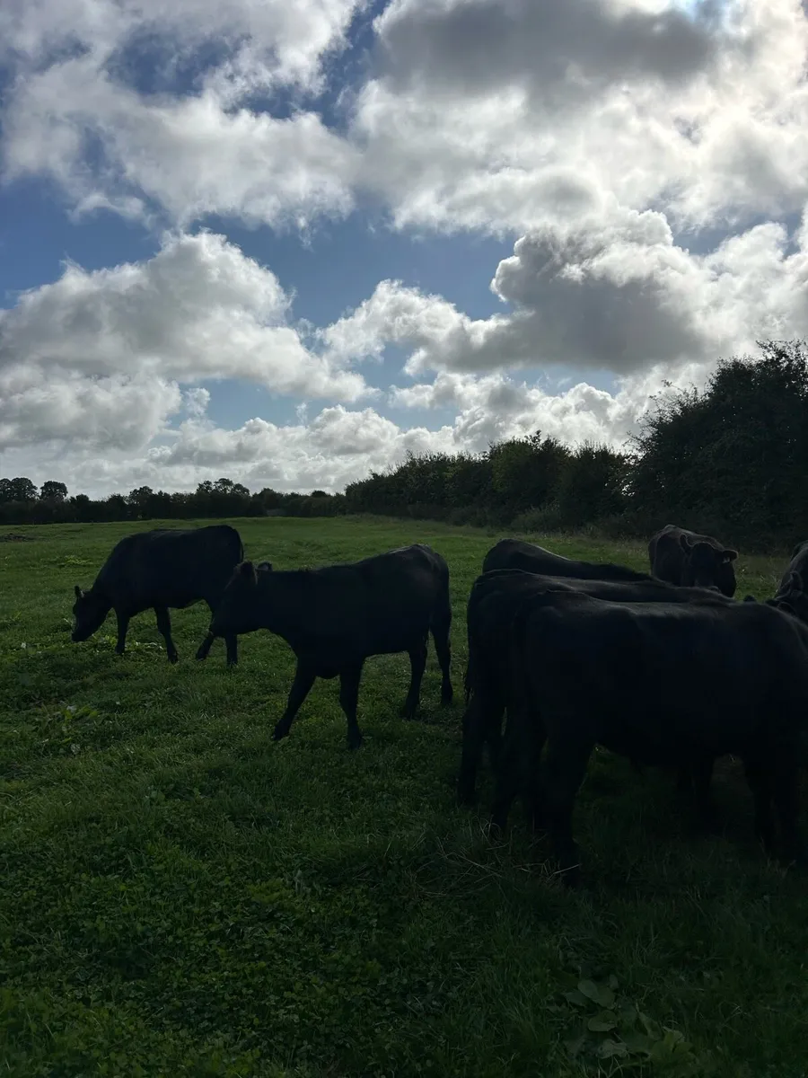 Angus heifers - Image 4