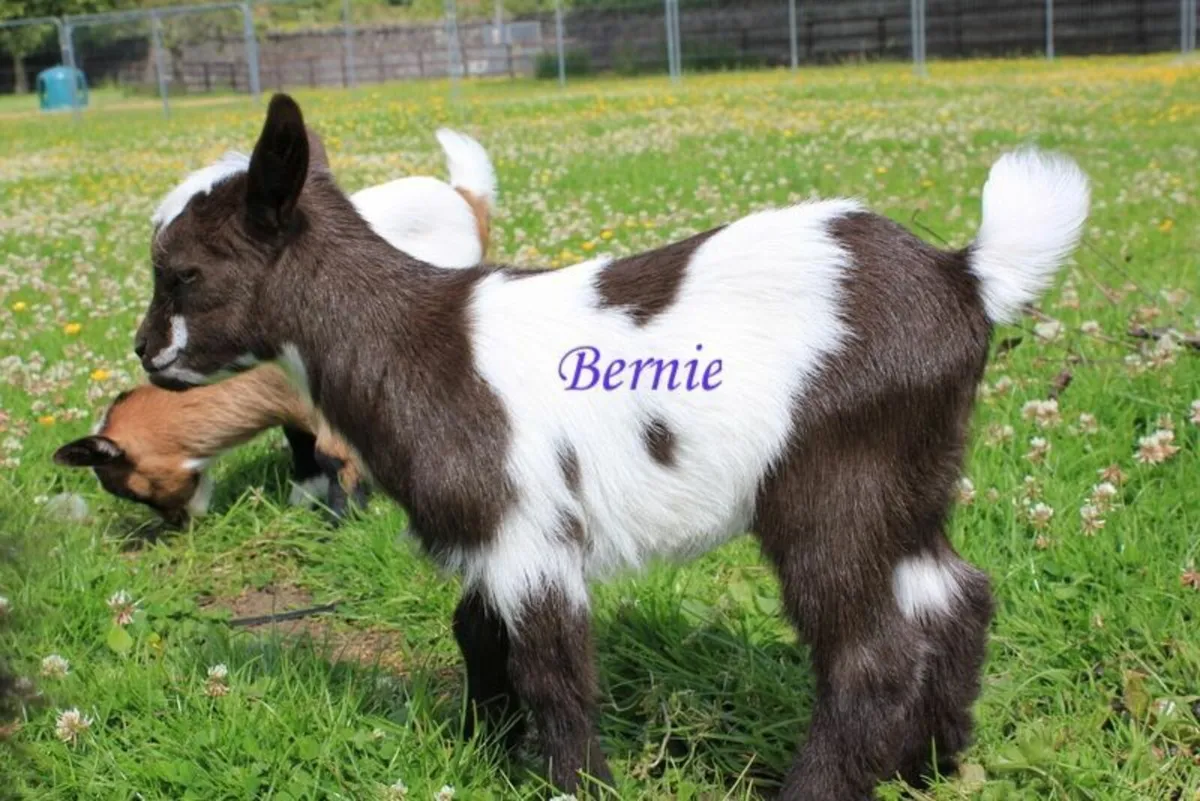 pygmy goats - Image 1