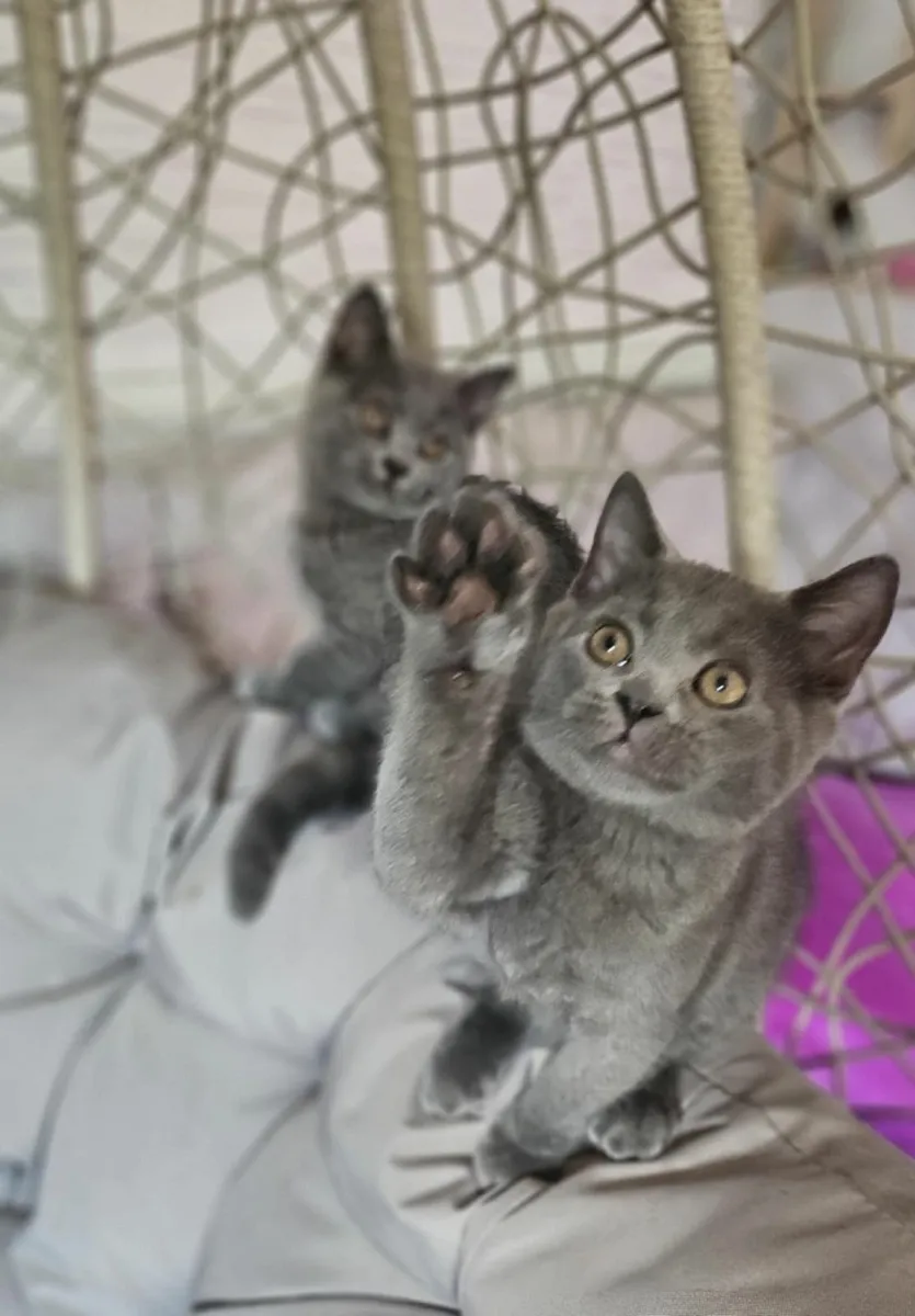 British shorthair kittens - Image 1