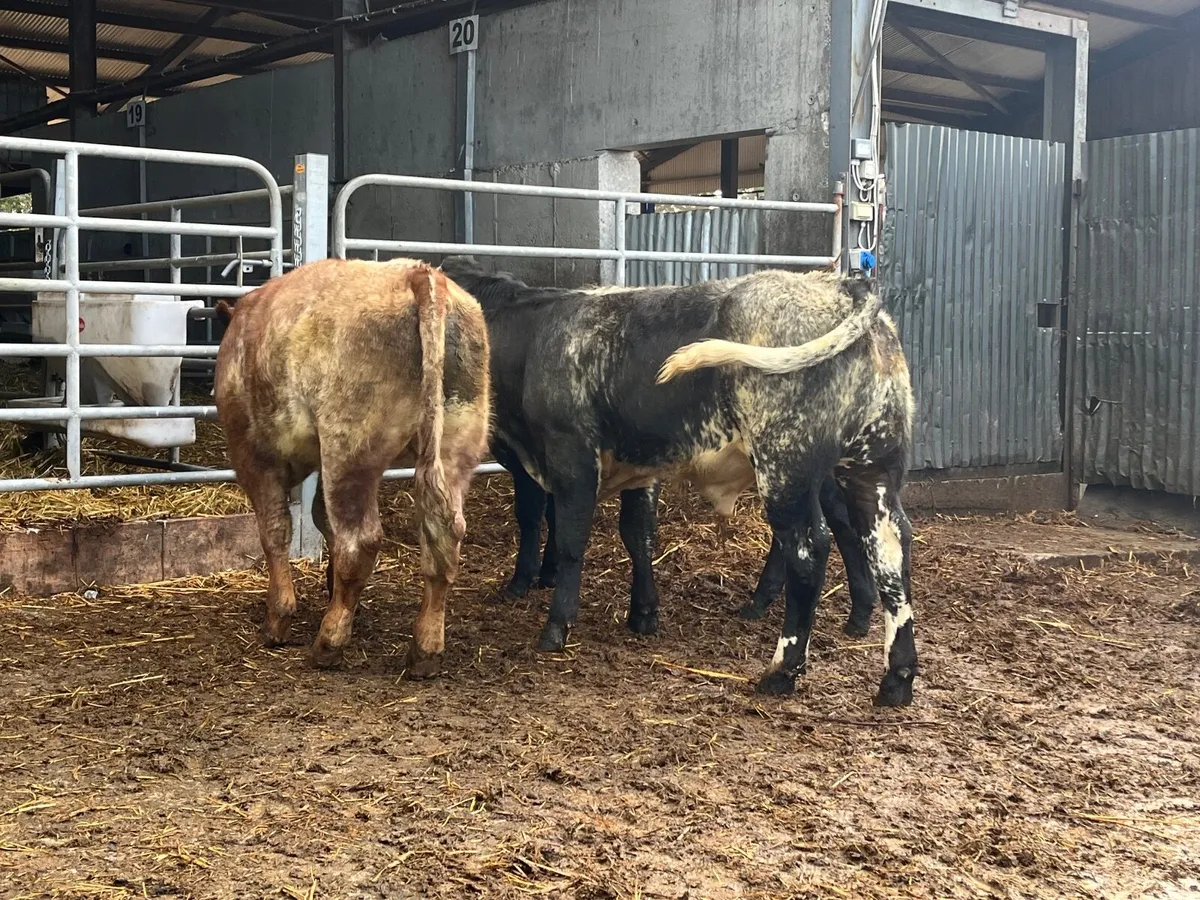 3 Super Belgian blue bullocks - Image 4