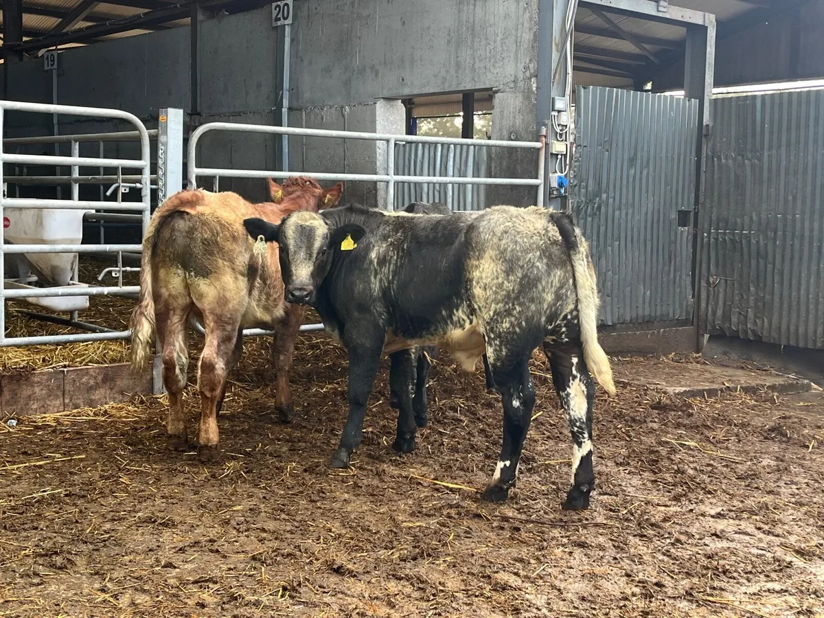 3 Super Belgian blue bullocks - Image 1