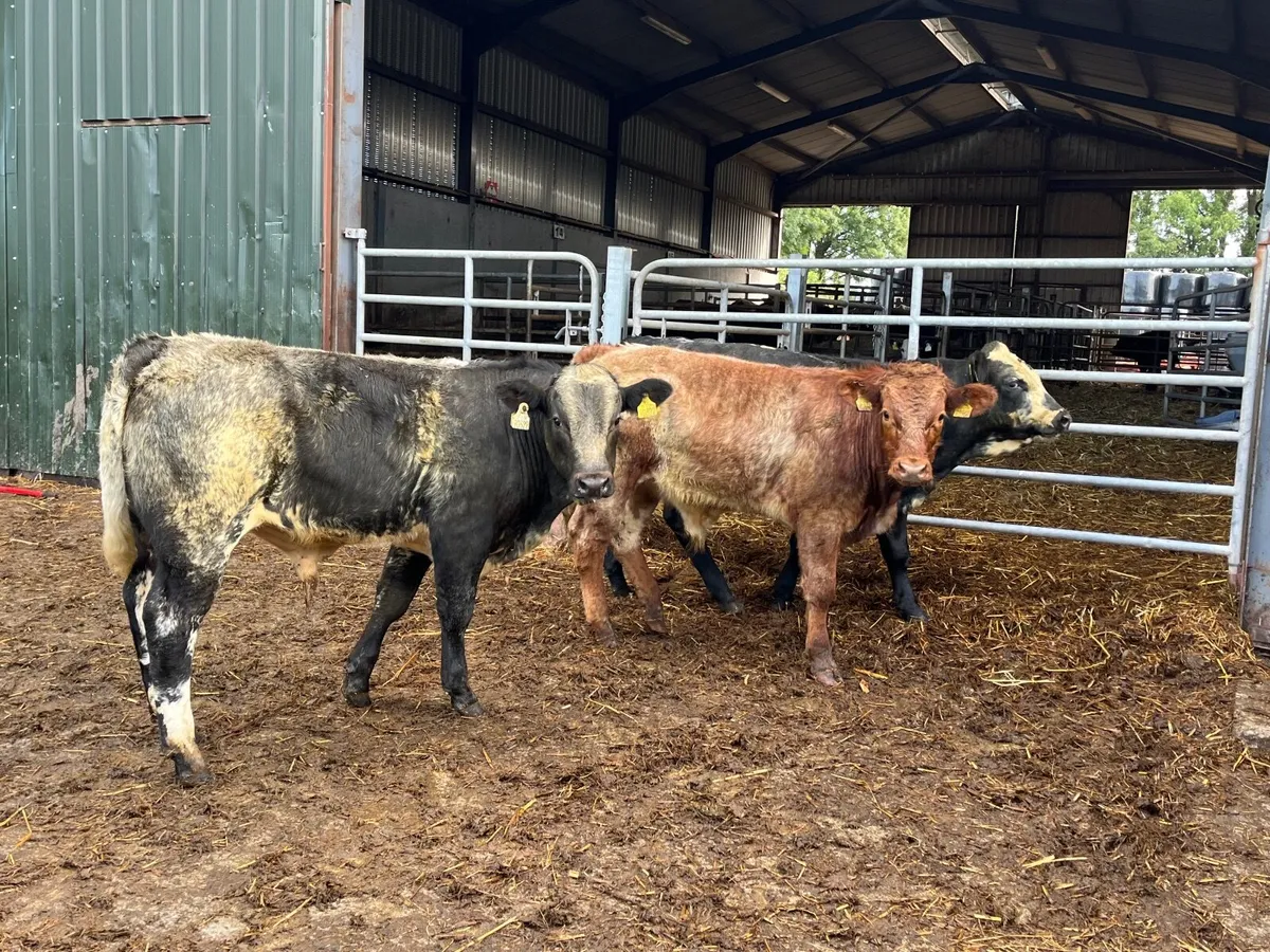 3 Super Belgian blue bullocks - Image 2
