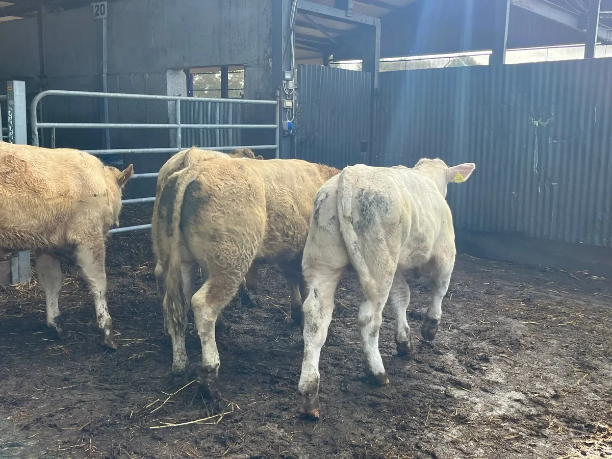 Super 350kg Charlaois bullocks - Image 3