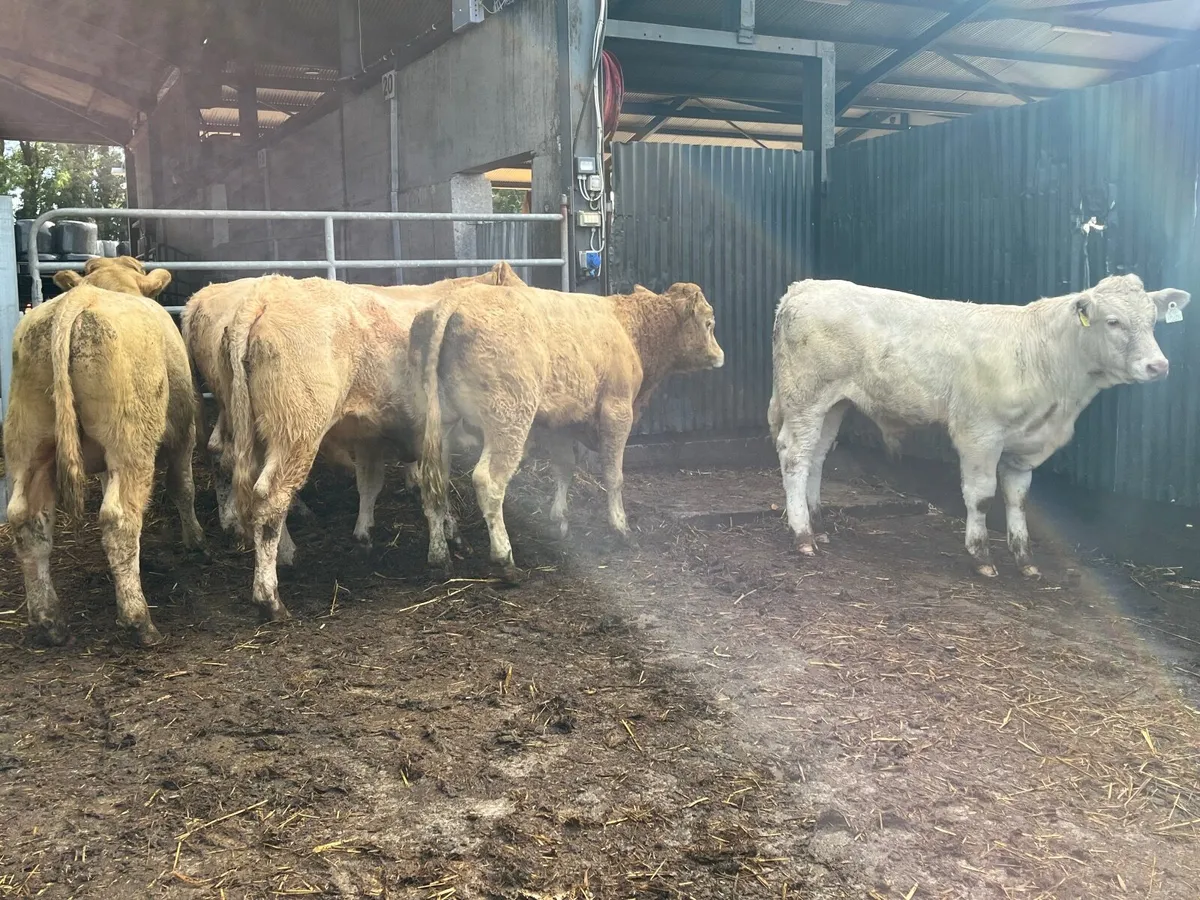 Super 350kg Charlaois bullocks - Image 2