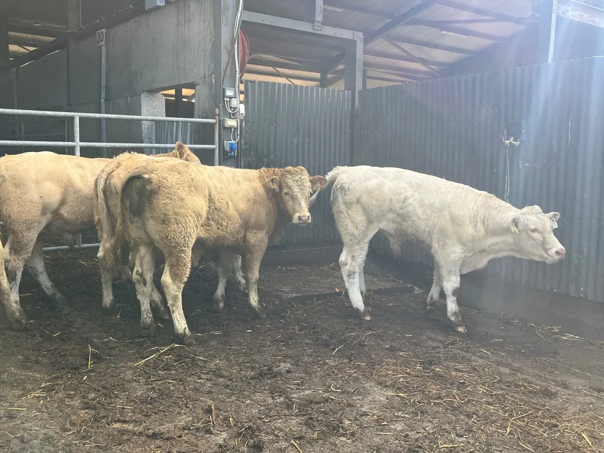 Super 350kg Charlaois bullocks - Image 4