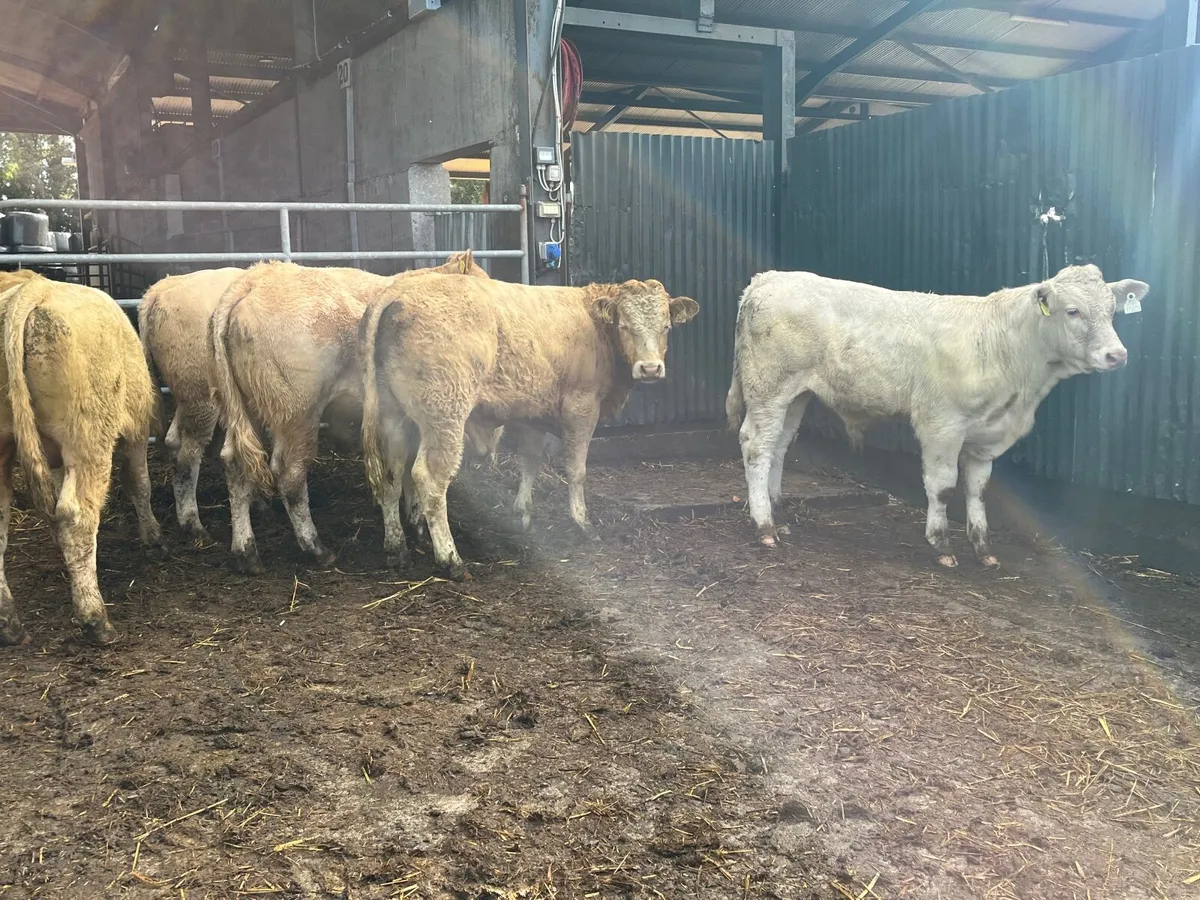 Super 350kg Charlaois bullocks - Image 1